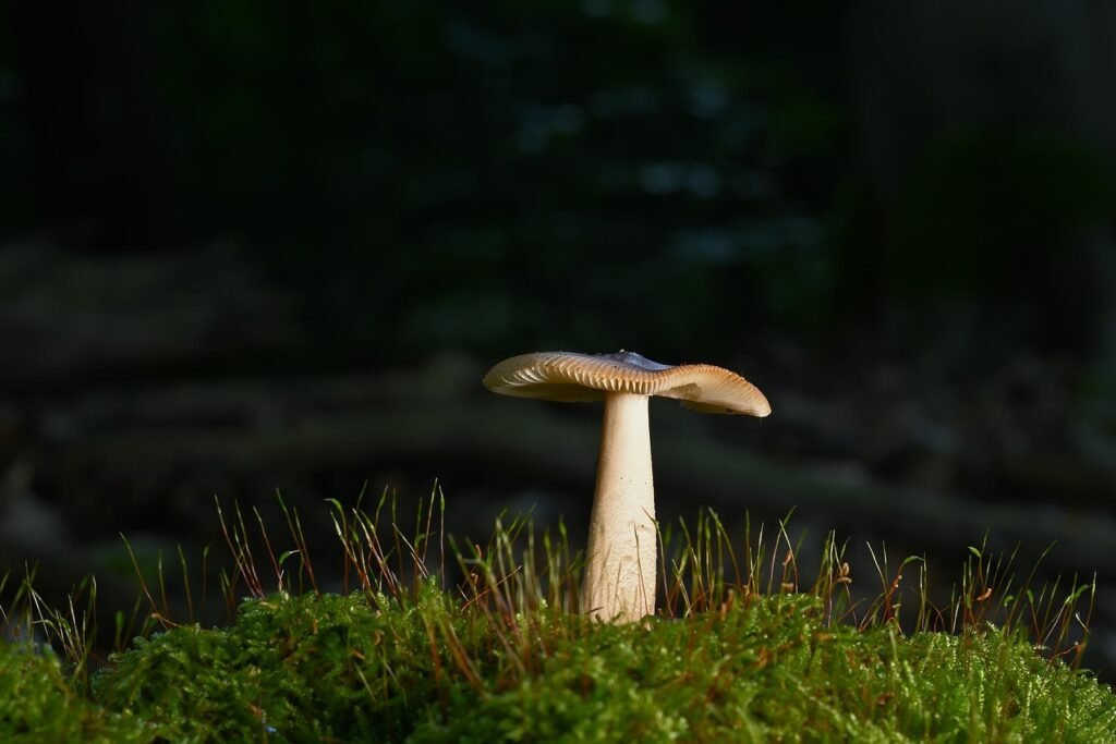 disc fungus, forest mushroom, mushroom, moss, forest, forest floor, fall, nature, close up, mushroom, mushroom, mushroom, mushroom, mushroom, forest, forest, forest, forest, forest